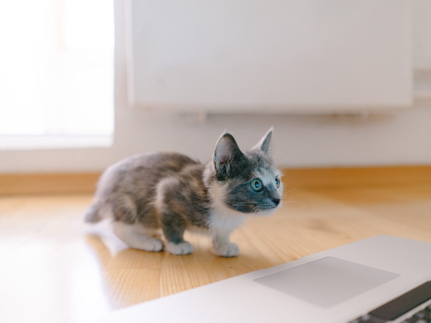 calico kitten standing in front of MacBook Pro