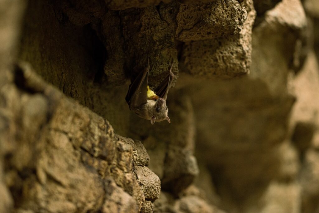 shallow focus photo of gray bat