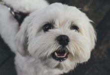adult white Maltese