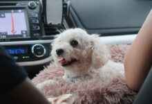white poodle puppy on persons lap