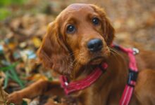 short coated brown puppy
