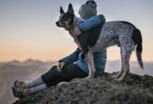 Photo of Person Holding Black And White Dog