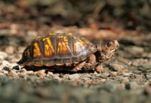 brown and black turtle on ground