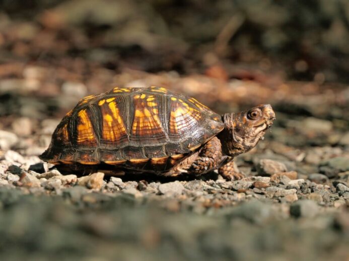 brown and black turtle on ground
