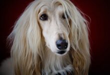 adult long-coated yellow dog