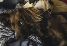 Adult Brown Gordon Setter and Pug