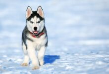 White and Black Siberian Husky