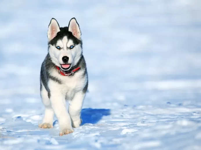 White and Black Siberian Husky