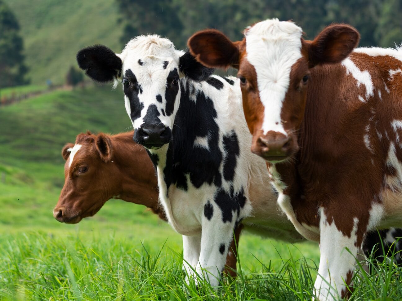brown and white cow on green grass field during daytime
