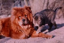 Jochen_Schaft