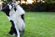 Black and White Border Collie with One Leg Raised