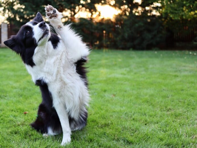 Black and White Border Collie with One Leg Raised