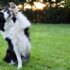 Black and White Border Collie with One Leg Raised