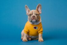 brown french bulldog wearing yellow shirt
