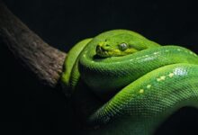 green snake on brown branch close-up photo