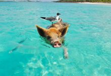 White and Gray Bird on the Bag of Brown and Black Pig Swimming on the Beach during Daytime