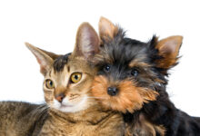 Cats_Wallpapers_laba.ws