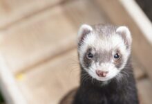 Close-Up Shot of a Ferret