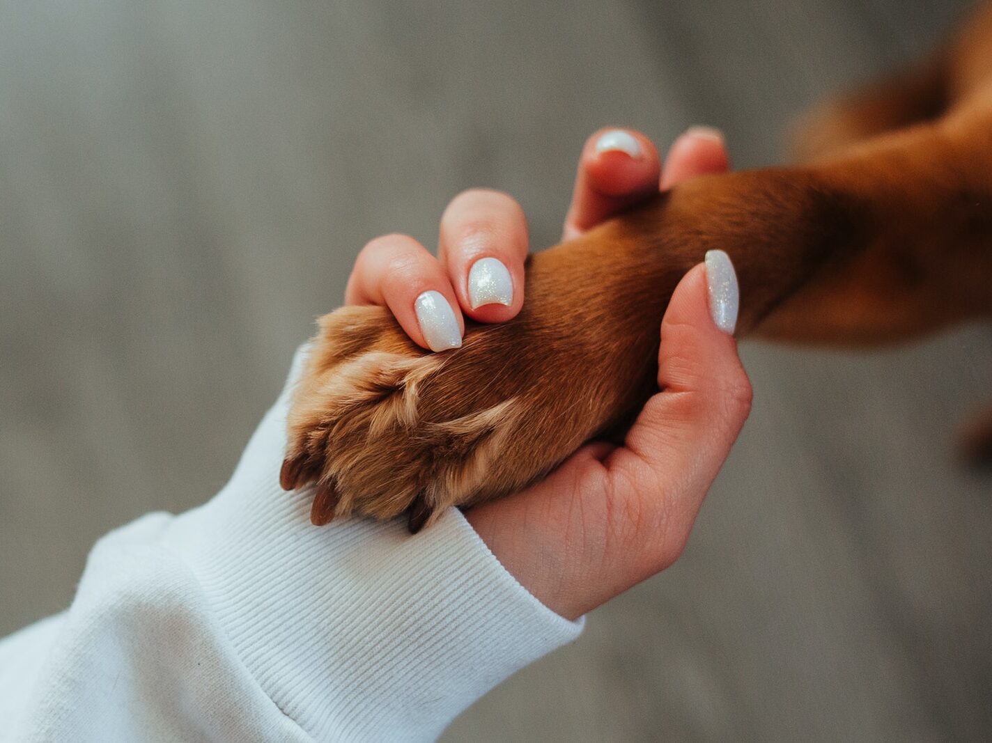 - NeposlušnéTlapky Unrecognizable woman holding paw of dog