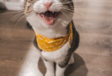 brown tabby cat