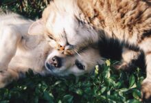 white dog and gray cat hugging each other on grass