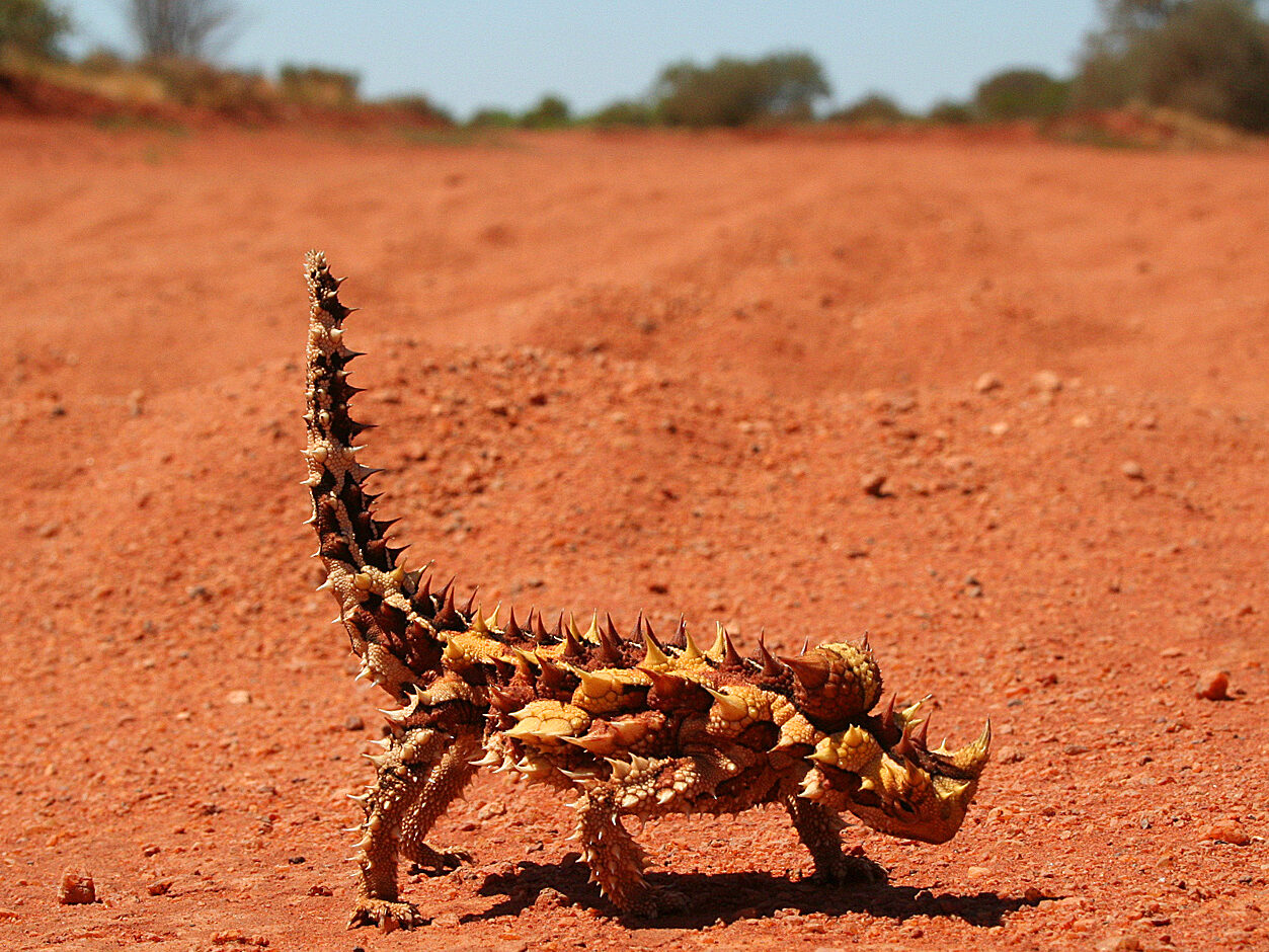 Thornydevil - NeposlušnéTlapky