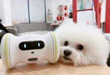 Nenechte zlenivět své domácí mazlíčky, fitness robot je zaměstná, když nejste doma