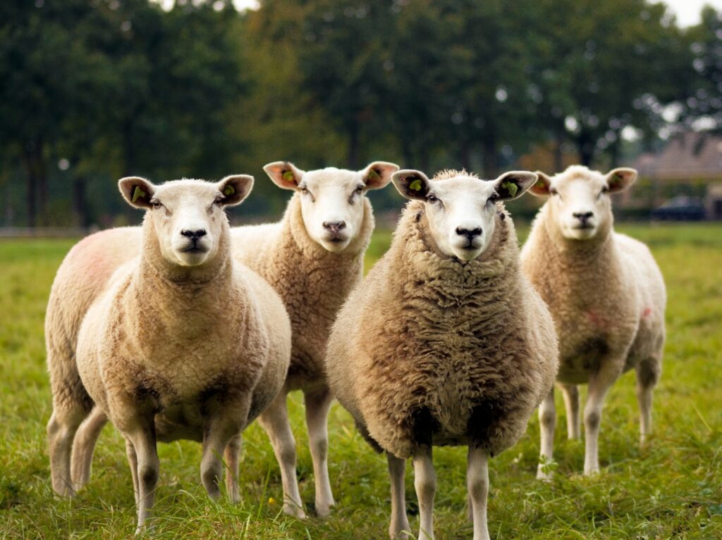 - NeposlušnéTlapky four lambs on ground