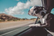 Boston Terrier inside a vehicle