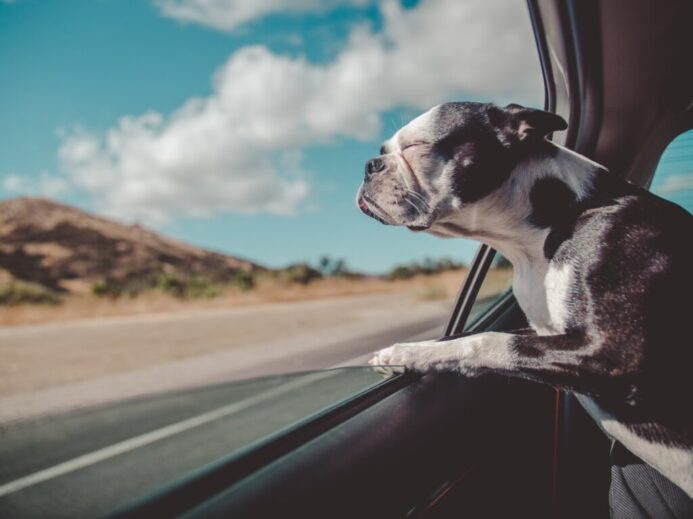 Boston Terrier inside a vehicle
