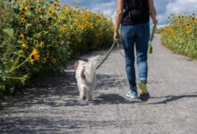 man in blue t-shirt and blue denim jeans walking with white dog on road during