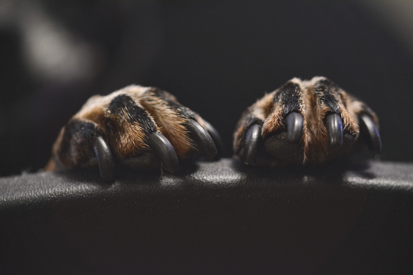 Kristine Tanne - NeposlušnéTlapky brown and black animal paw
