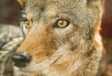 closeup photo of jackal