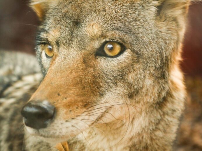 closeup photo of jackal