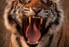 brown and black tiger showing tongue