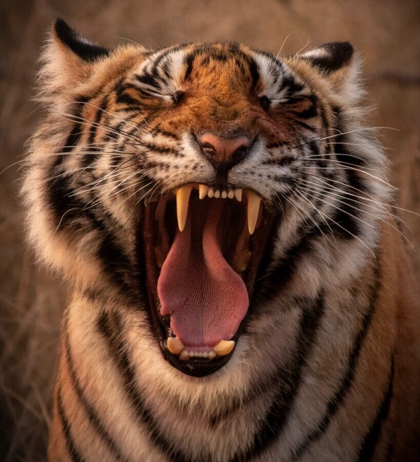 brown and black tiger showing tongue