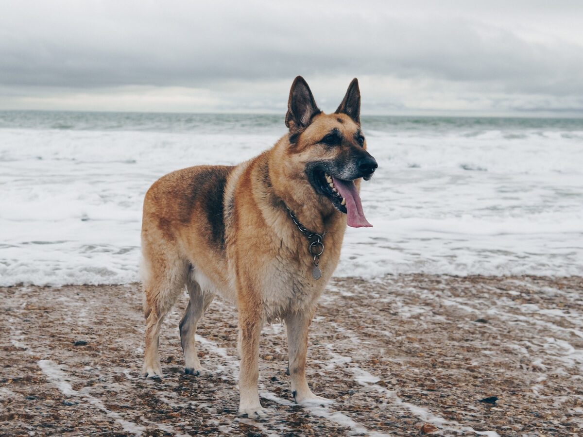 Nigel Tadyanehondo - NeposlušnéTlapky German Shepherd dog on beach