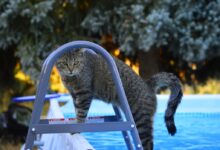 grey cat on blue wooden fence
