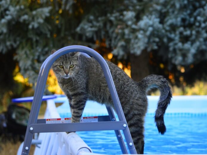 grey cat on blue wooden fence