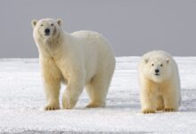 polar bear on snow covered ground during daytime
