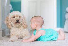 baby crawling near long-coated brown dog near door