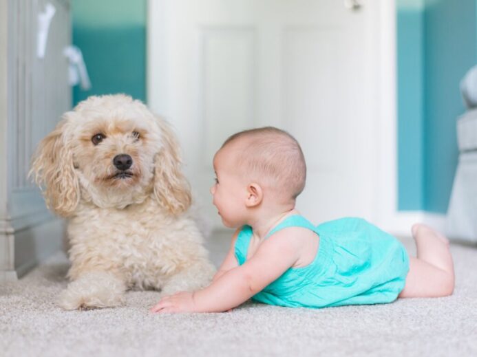 baby crawling near long-coated brown dog near door