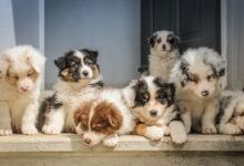 long-coated white puppy litter