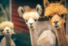 brown and white llama standing on black floor