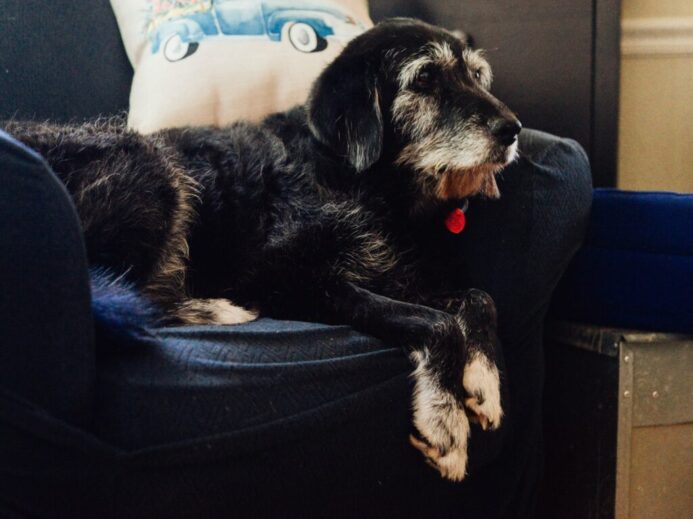 black short coat medium sized dog lying on blue sofa