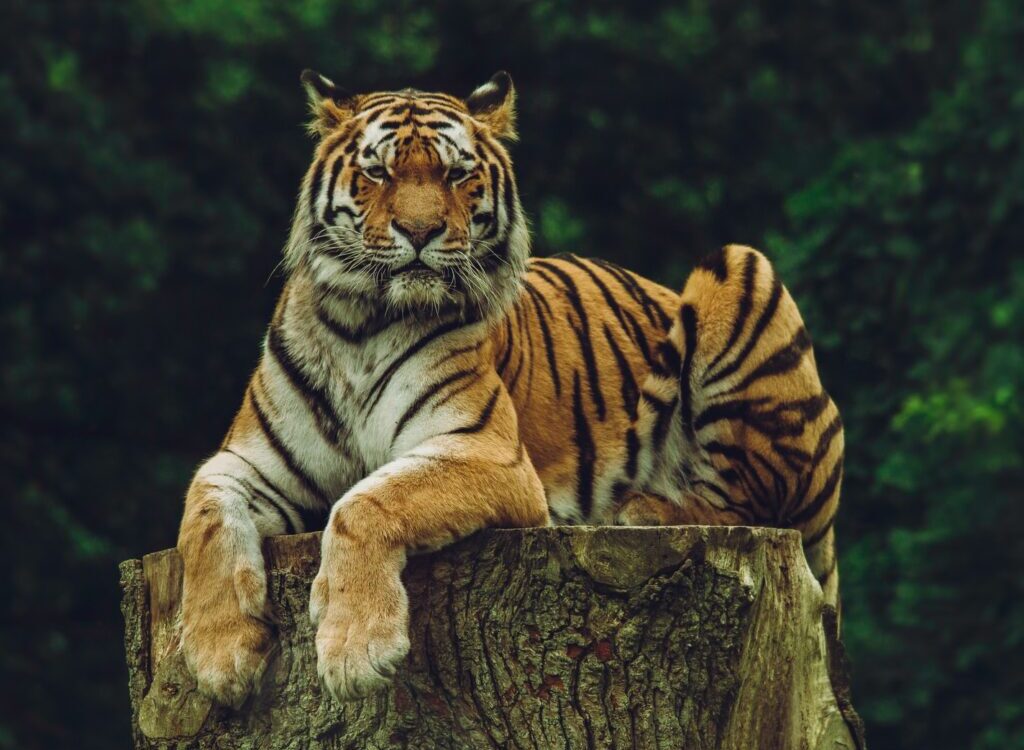 tiger on wood slab
