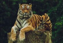 tiger on wood slab