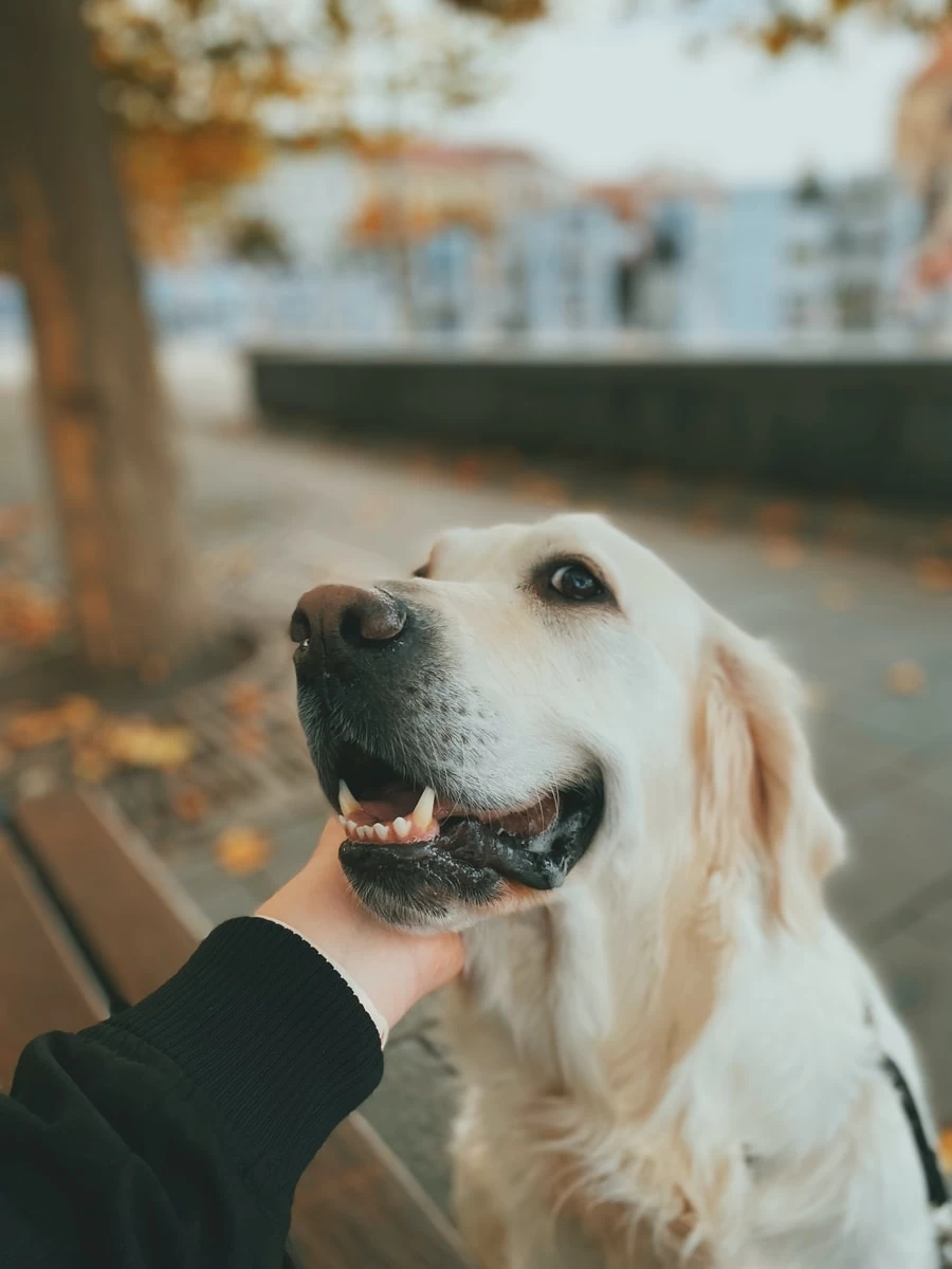 pet, dog. friendship