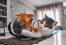 tabby cat playing with fish on fishbowl
