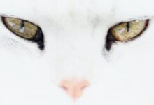 white cat with yellow eyes